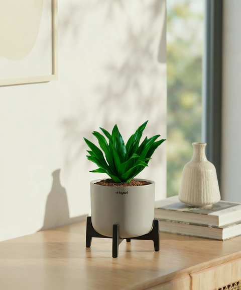 Dracaena Compacta Plant with Aira Pot