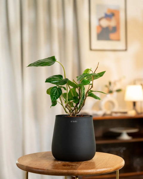 Betel Leaf Plant with Aura Planter