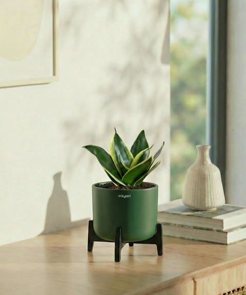 Golden Snake Plant with Aira Pot