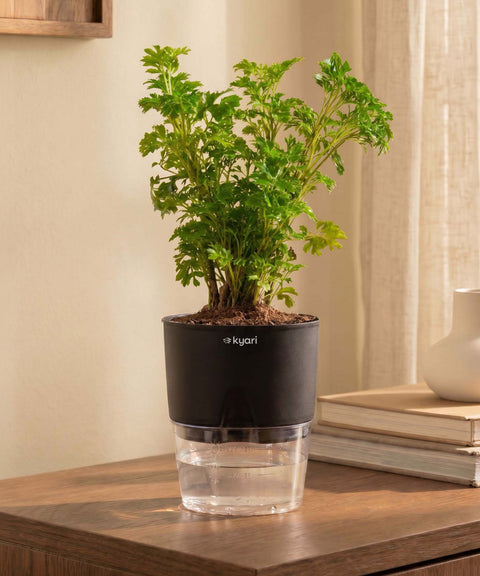 Aralia Green Plant With Self Watering Pot