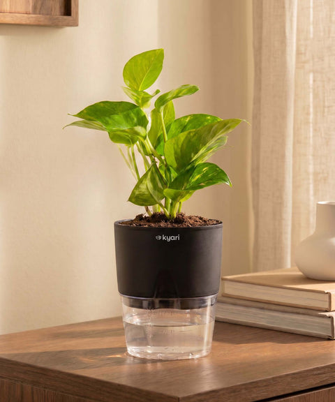 Money Variegated Plant With Self Watering Pot