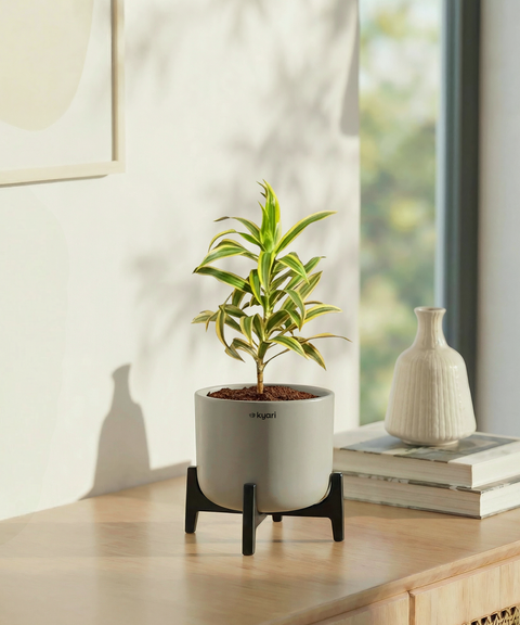 Song of India Plant with Aira Pot