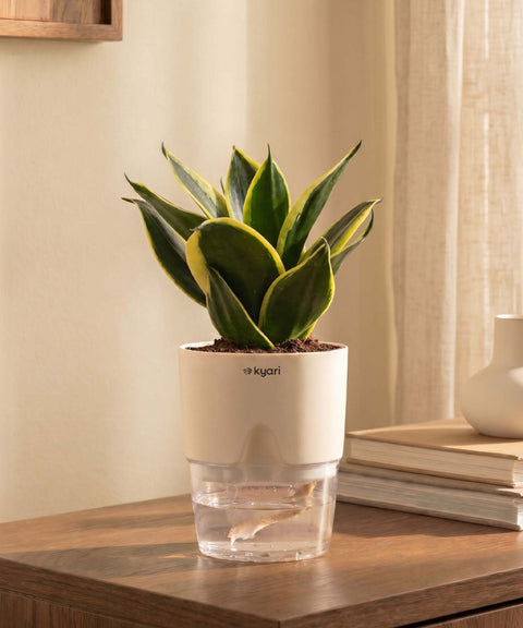 Golden Hahnii Snake Plant With Self Watering Pot