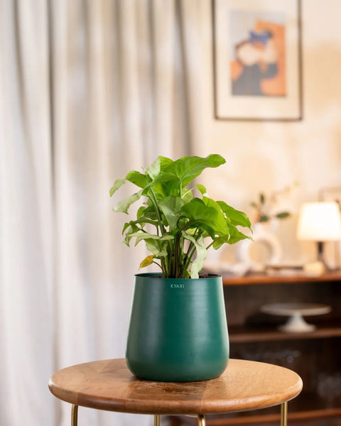 Syngonium Pixie White Plant with Aura Planter - BYOB