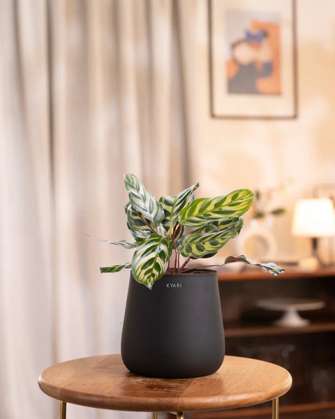 Peacock Plant With Self Watering Pot