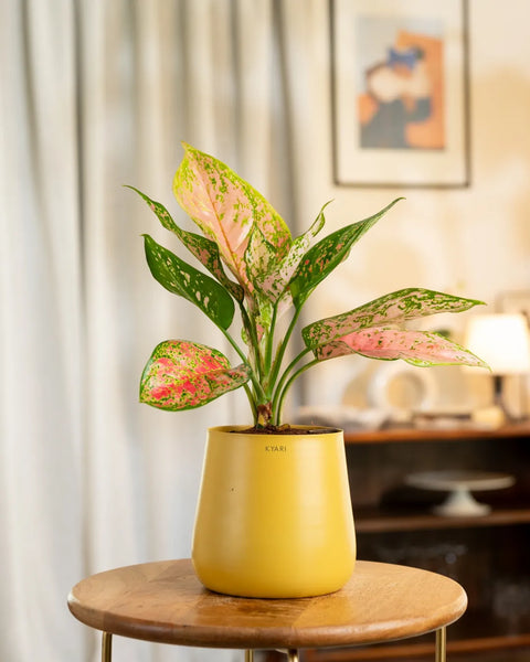 Aglaonema Pink Valentine Plant