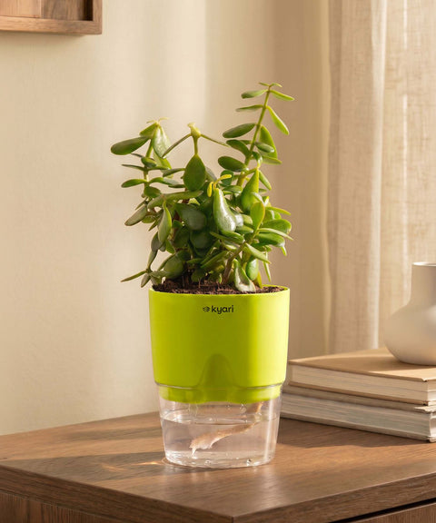 Lucky Jade Plant With Self Watering Pot