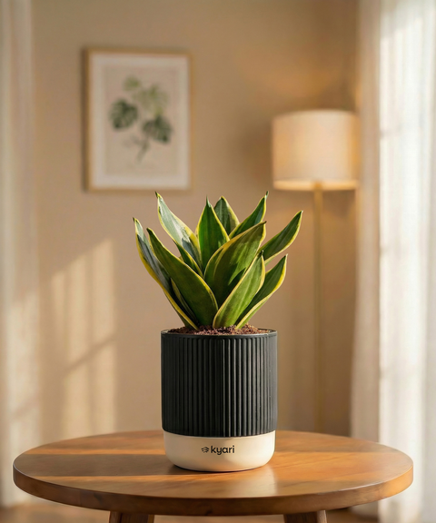 Golden Hahnii Snake Plant with Medium Self Watering Pot