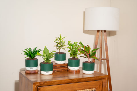 Set of 5 Mylo -Aglaonema Lipstick, Darcena Compacta, Peace Lily, Song of India, Aralia Green