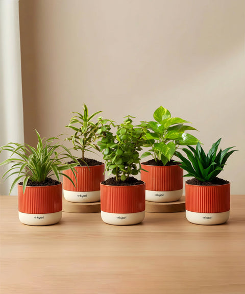 Set of 5 Mylo -Darcena Compacta, Lucky Jade, Green Money, Song of India, Spider Plant