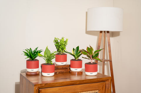 Set of 5 Mylo -Lucky Jade, Peace Lily, Darcena Compacta, Golden Hahnii Snake, Aglaonema Lipstick