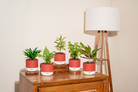 Set of 5 Mylo -Aglaonema Lipstick, Darcena Compacta, Peace Lily, Song of India, Aralia Green