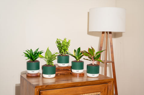 Set of 5 Mylo -Lucky Jade, Peace Lily, Darcena Compacta, Golden Hahnii Snake, Aglaonema Lipstick