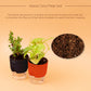 Good Luck Combo of Golden Money Plant & Jade Plant With Self-Watering pot
