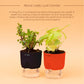 Good Luck Combo of Golden Money Plant & Jade Plant With Self-Watering pot