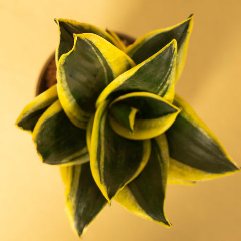 Golden Hahnii Snake Plant