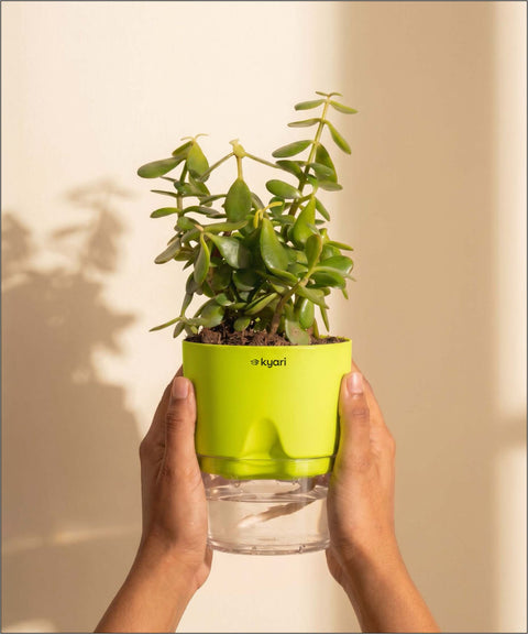 Lucky jade plant with self watering pot - BYOB