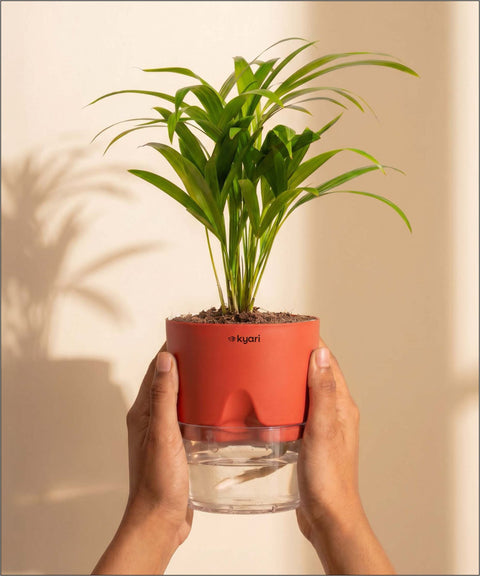 Areca Palm Plant With Self Watering Pot