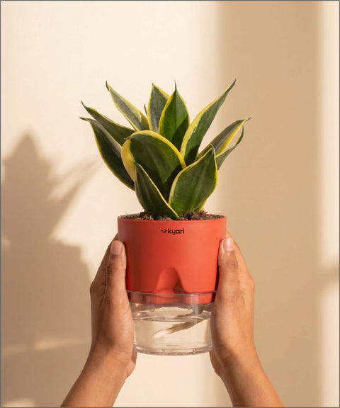 Golden Hahnii Snake Plant BYOB
