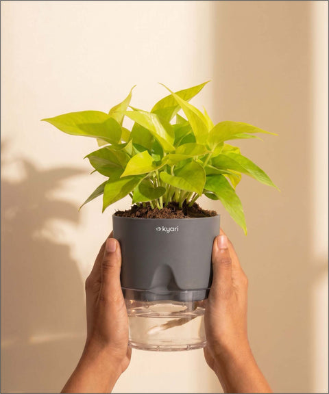 Golden Money Plant - BYOB