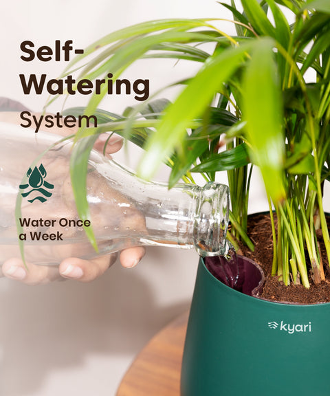 Aura Bloom - Set of 5 Metal Self Watering Pot - Medium Multicolor Combo