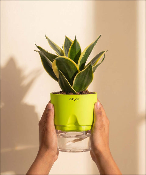 Golden Hahnii Snake Plant BYOB