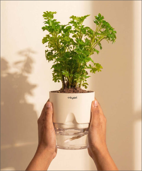 Aralia Green Plant With Self Watering Pot