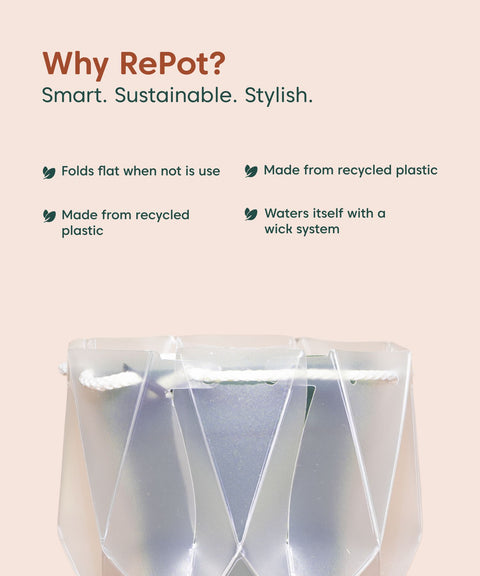 Money Variegated Plant With Repot