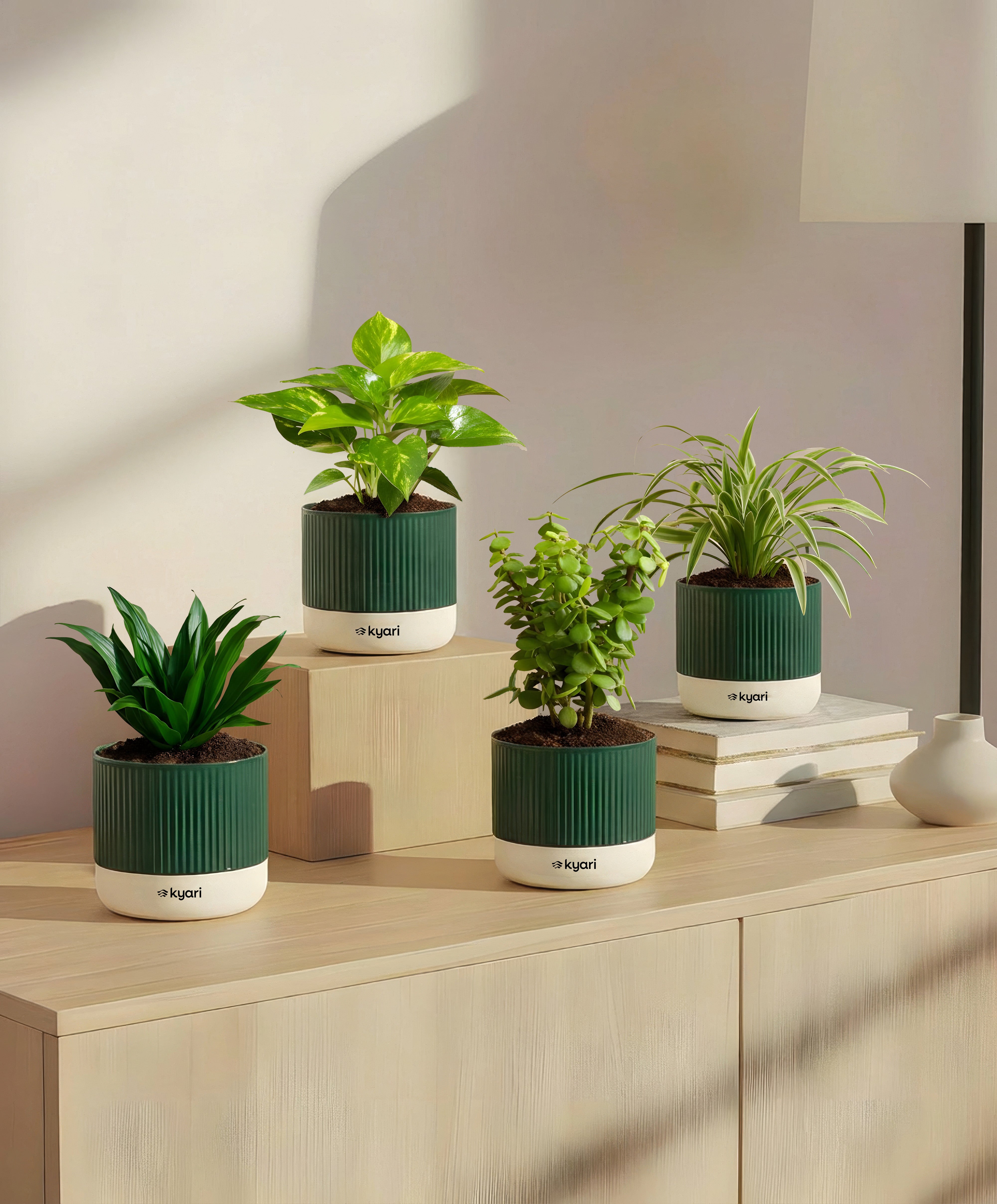 Low Maintenance Plant Combo – Set of 4