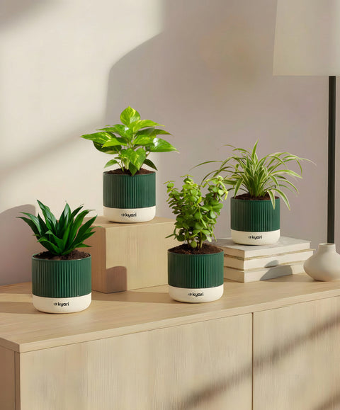 Set of 4 Mylo -Darcena Compacta, Lucky Jade, Green Money, Spider Plant