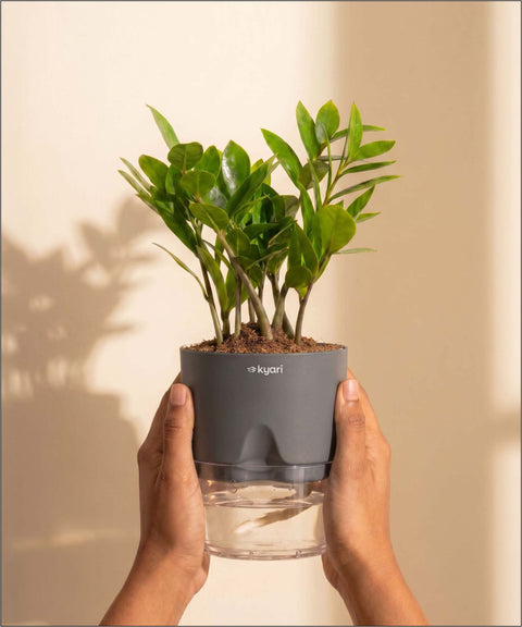 Zamia Green - ZZ Plant With Self Watering Pot