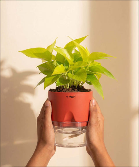 Golden Money Plant - BYOB