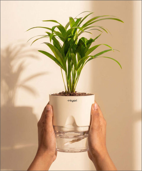 Areca Palm Plant With Self Watering Pot