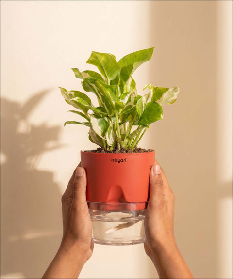 Money N'Joy Plant - BYOB