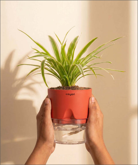 Spider Plant With Self Watering Pot