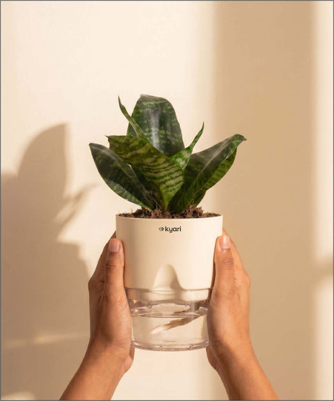 Green Snake Plant With Self Watering Pot