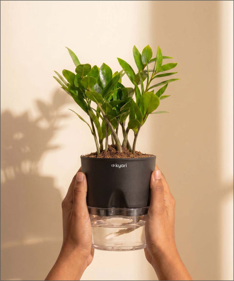 Zamia Green - ZZ Plant With Self Watering Pot