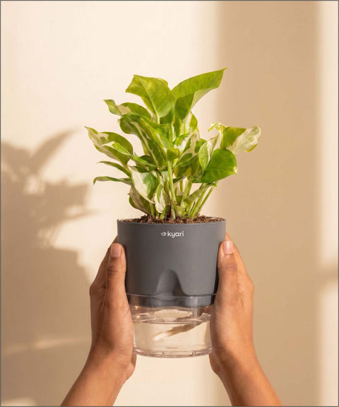 Money N'Joy Plant - BYOB