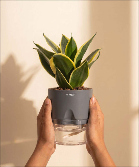 Golden Hahnii Snake Plant BYOB