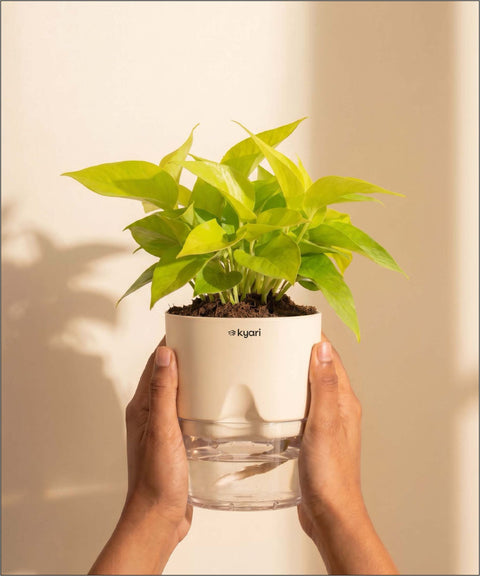 Golden Money Plant - BYOB