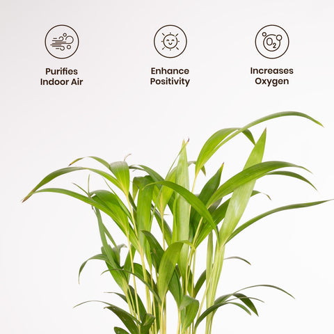 Areca Palm Plant with Medium Metal Self Watering Pot