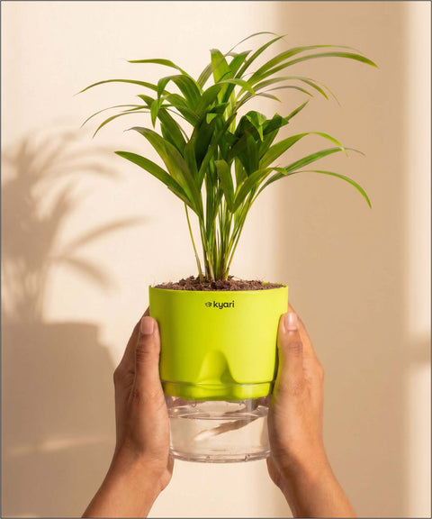 Areca Palm Plant With Self Watering Pot