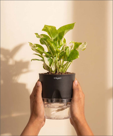 Money N'Joy Plant - BYOB