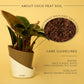 Philodendron Red + Elite Matte Black | 4" Self Watering Pot