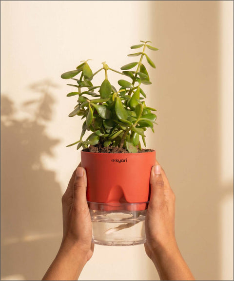 Lucky jade plant with self watering pot - BYOB