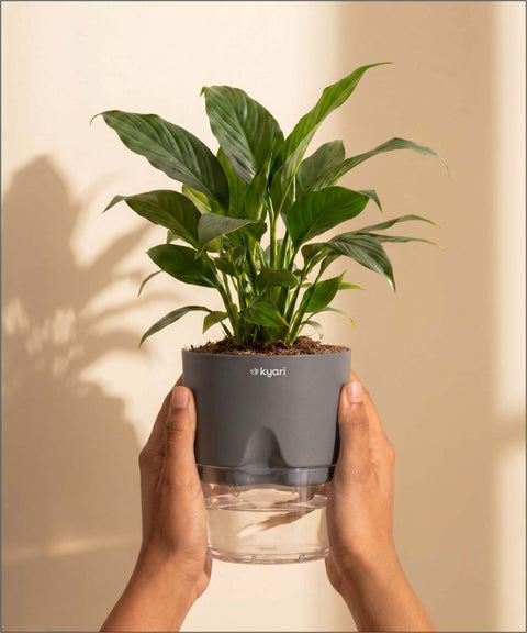 Peace Lily Plant - BYOB