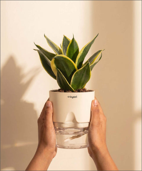 Golden Hahnii Snake Plant BYOB