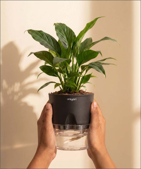 Peace Lily Plant - BYOB