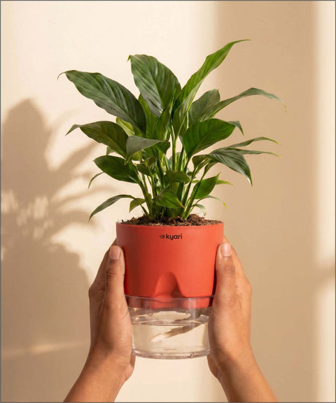 Peace Lily Plant - BYOB