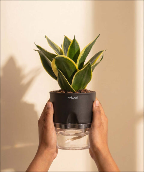 Golden Hahnii Snake Plant BYOB